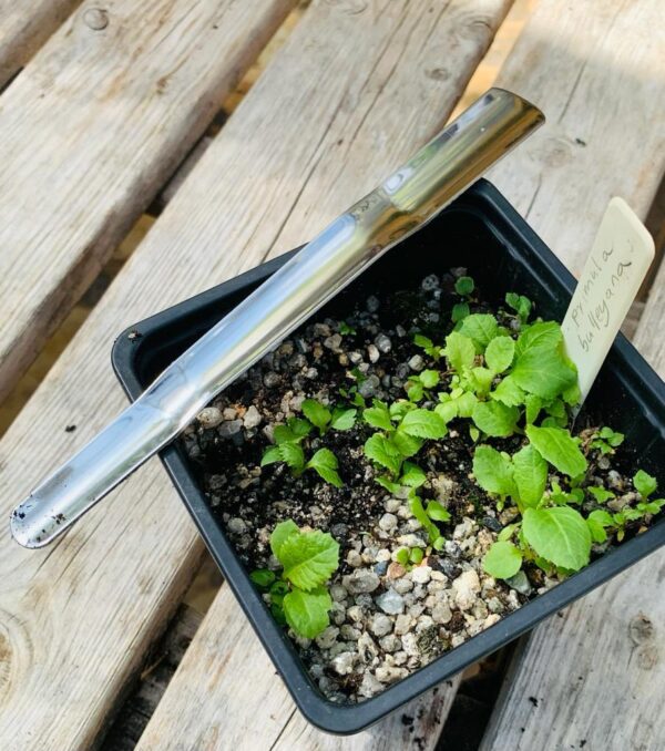 gardening tool on pot