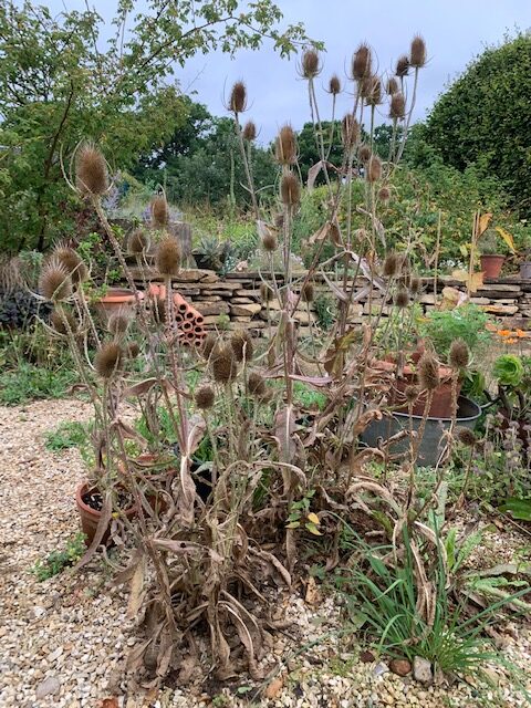 Teasels