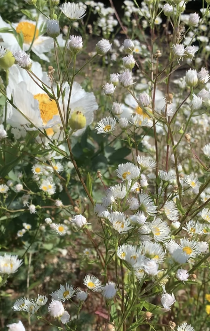 Erigeron annuus