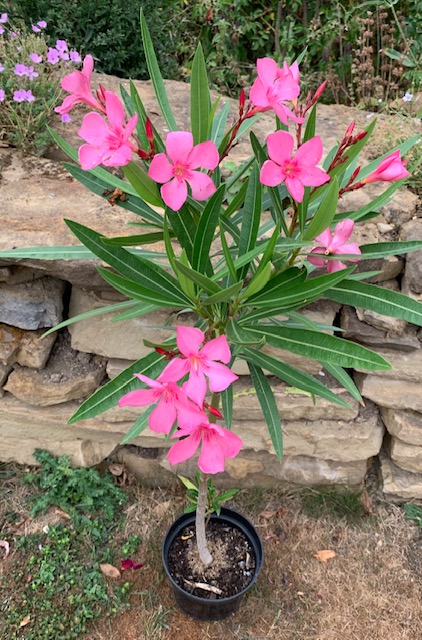 Nerium oleander