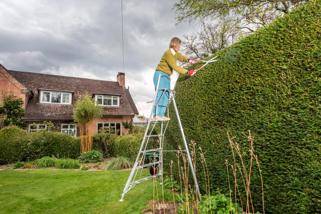 Hedge trimming