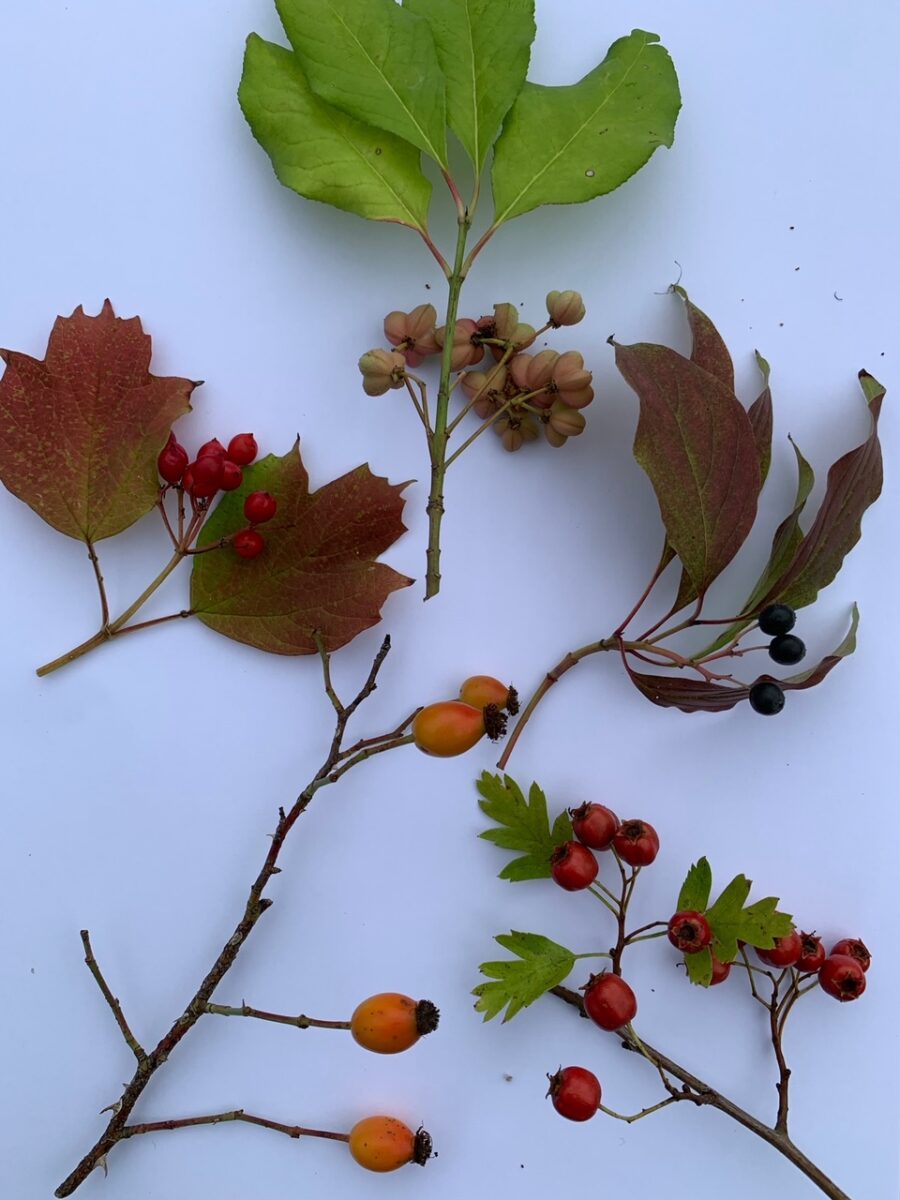 Hedgerow fruits