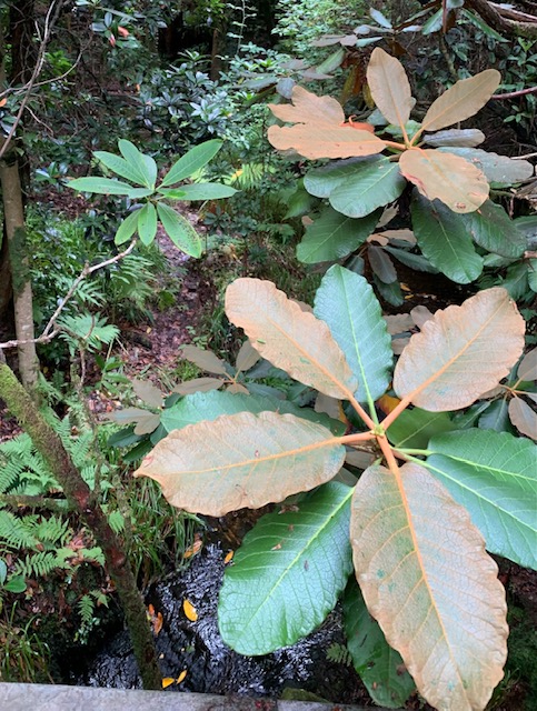 Linn - rhododendrons