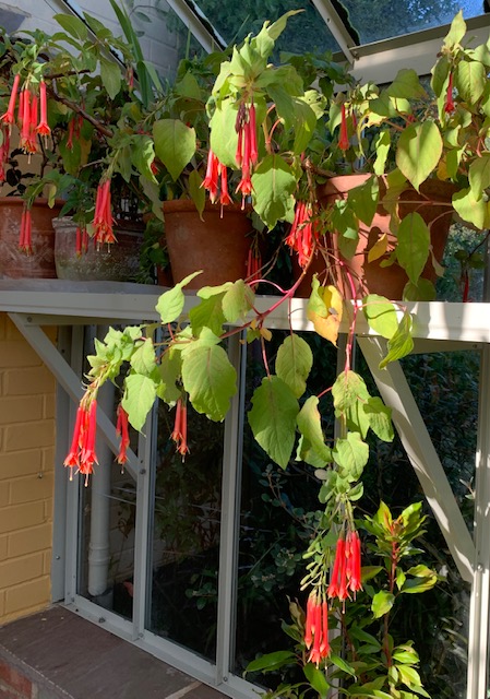 Fuchsia fulgens