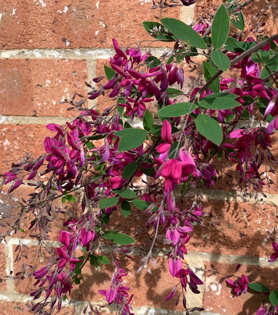 Lespedeza thunbergii