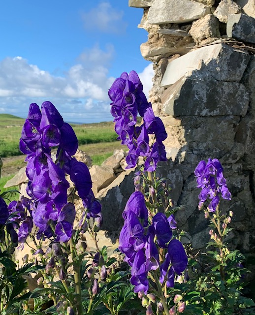 Aconitum carmichaelii’Arendsii’