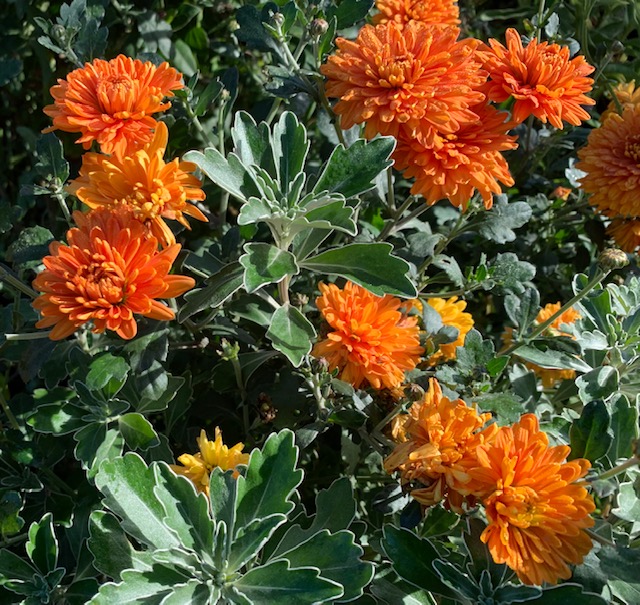 Chrysanthemum ‘Dixter Orange’