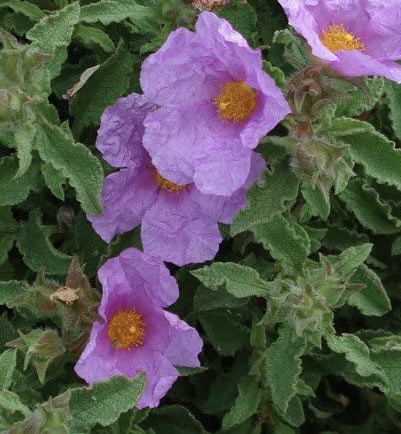 Cistus creticus