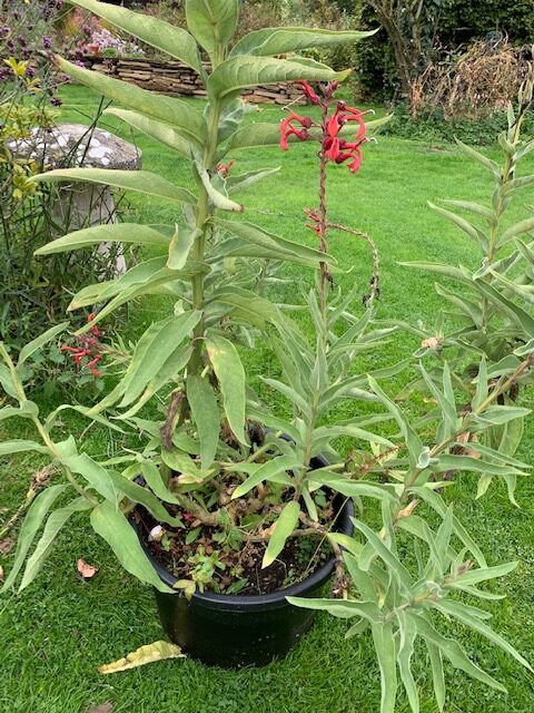 Lobelia tupa