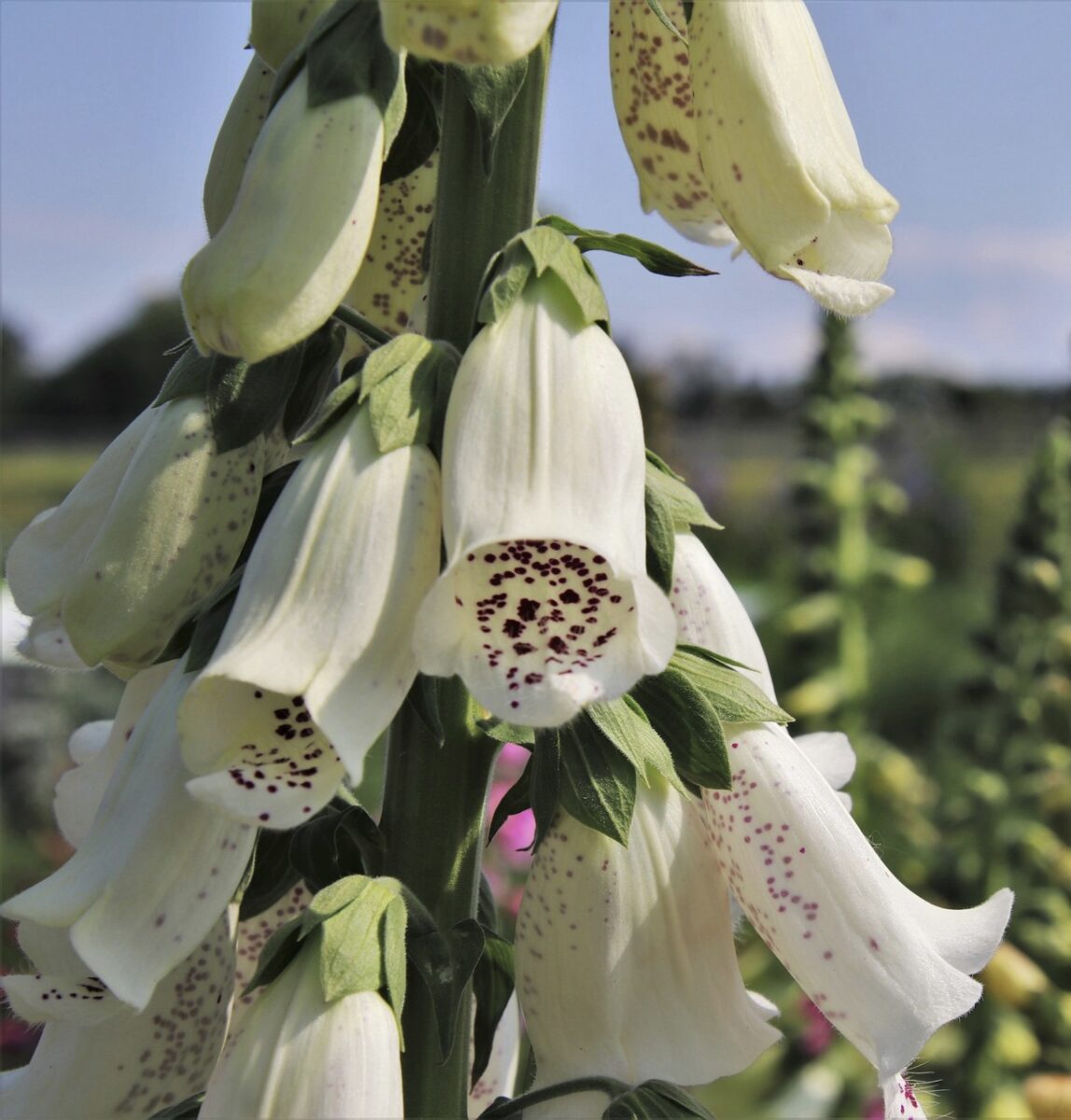 Digitalis purpurea f. albiflora