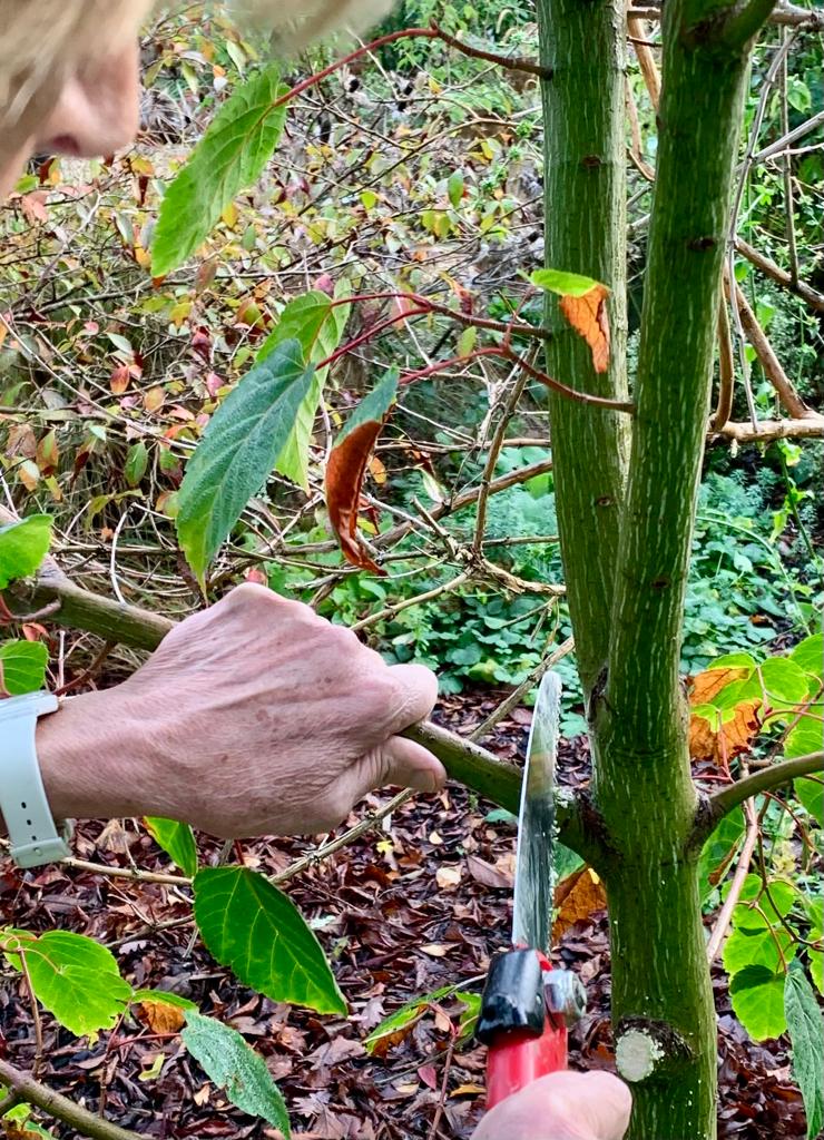 Pruning acers