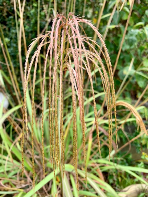 Miscanthus nepalensis