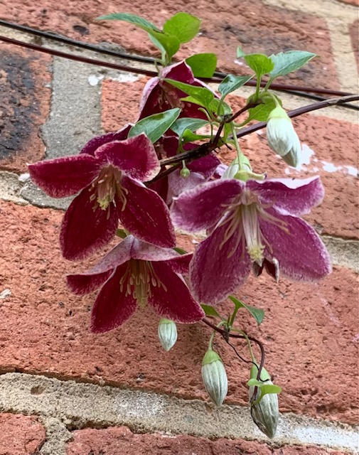 Clematis cirrhosa var. pupurescens ‘Lansdowne Gem’