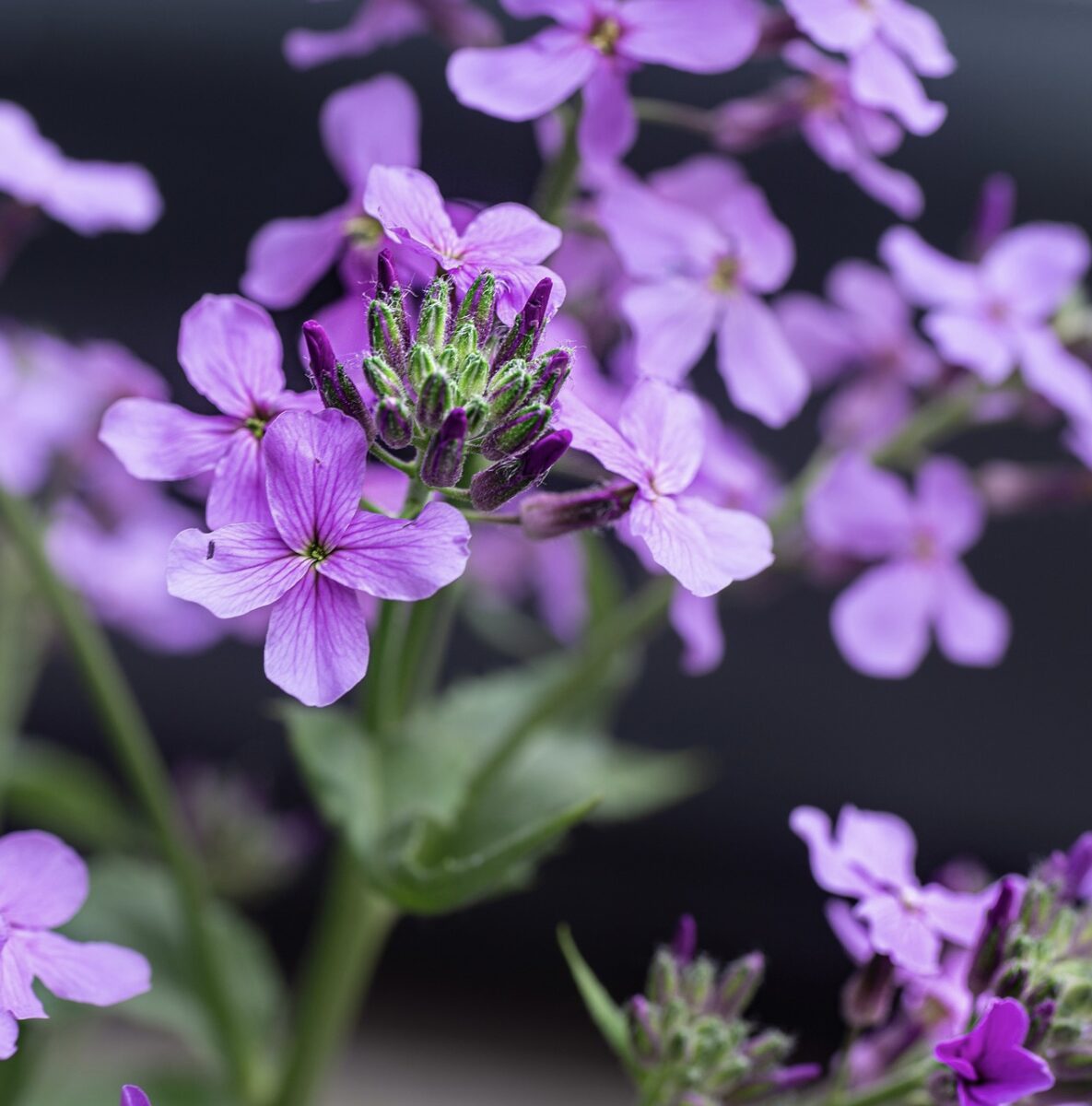 Hesperis matronalis