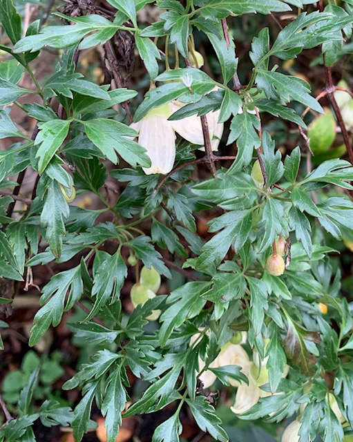 Clematis cirrhosa var. balearica