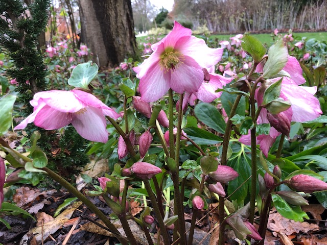 Helleborus ‘Walberton’s Rosemary’