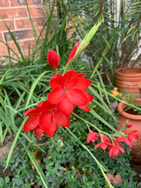 Hesperantha coccinea