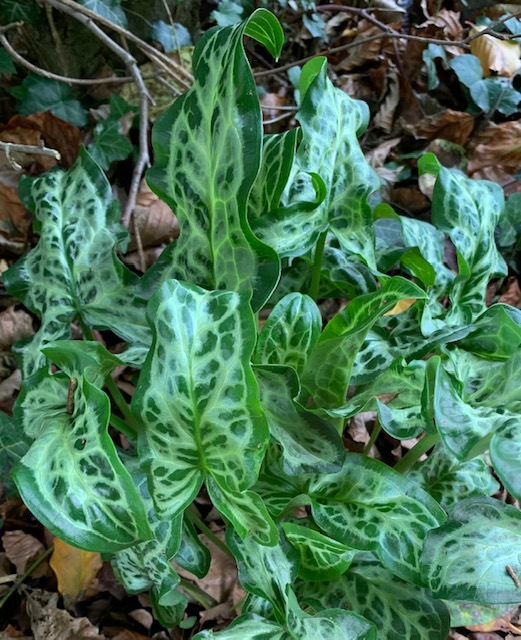 Arum italicum subsp. italicum