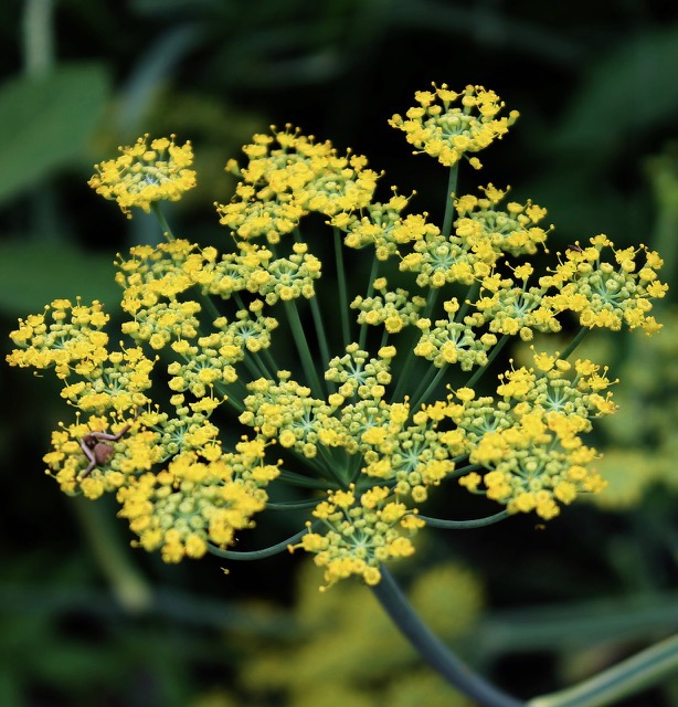 Foeniculum vulgare