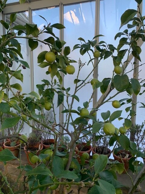 Lemon tree