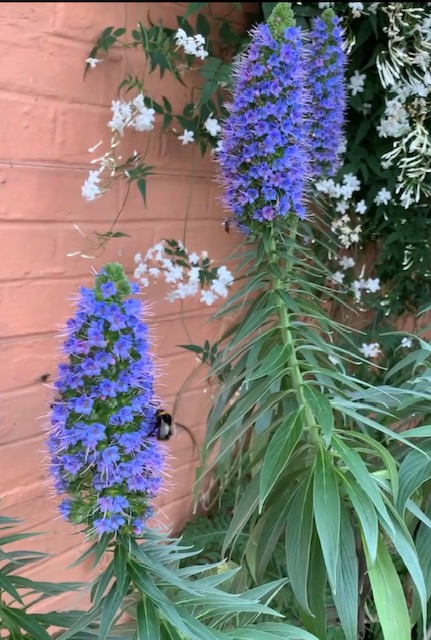 Echium candicans