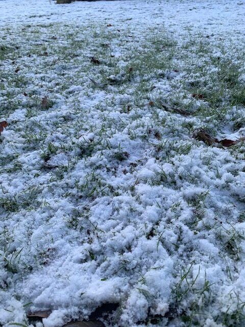 Frosted lawn