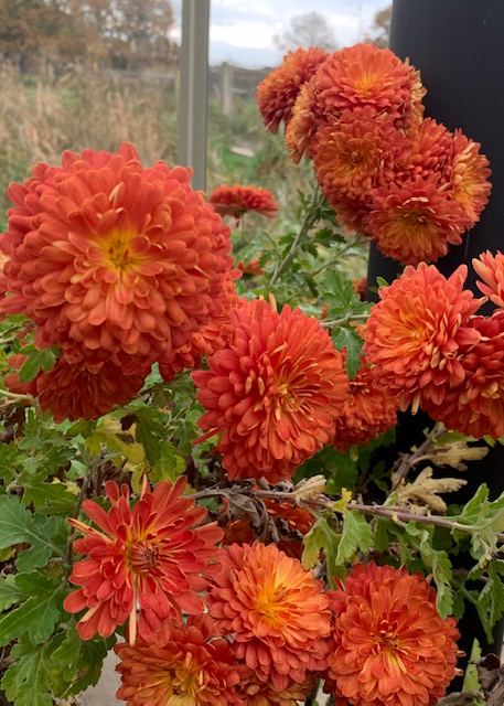 Chrysanthemum ‘Chelsea Physic Garden’