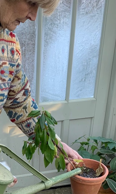 Watering a plant