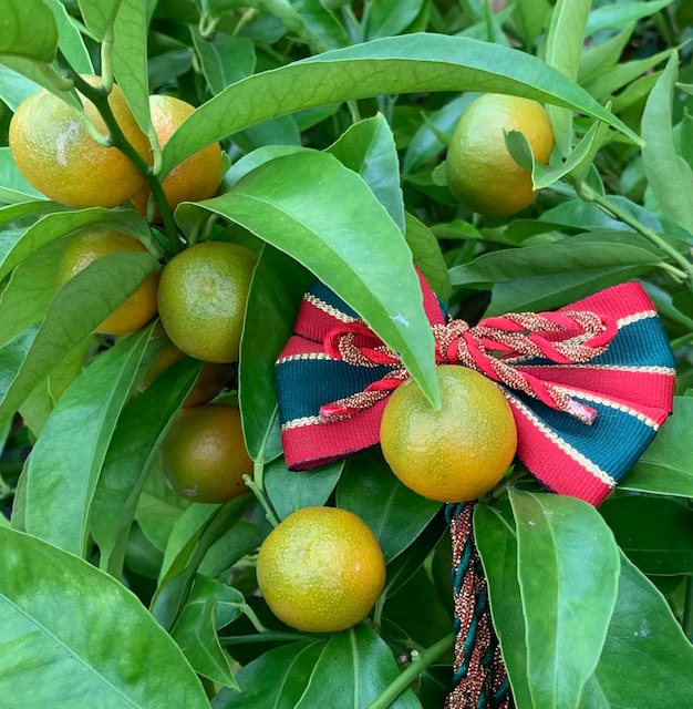 Citrus deliciousa