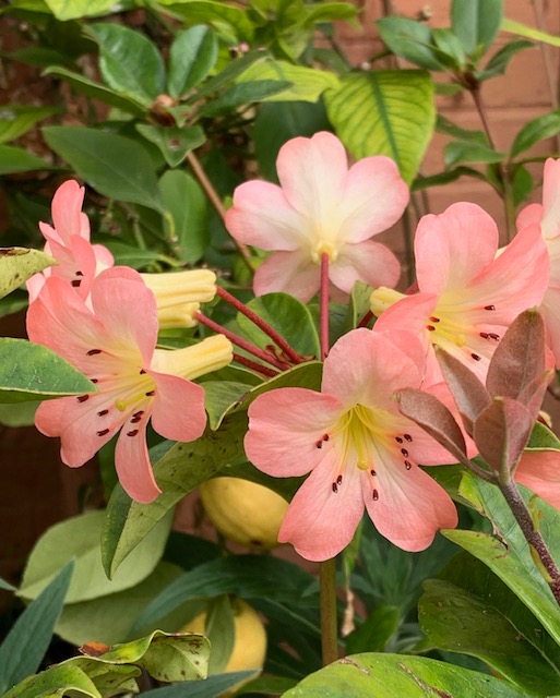 Vireya rhododendron