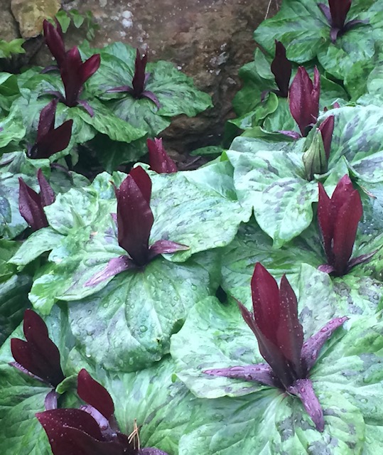 Trillium chloropetalum