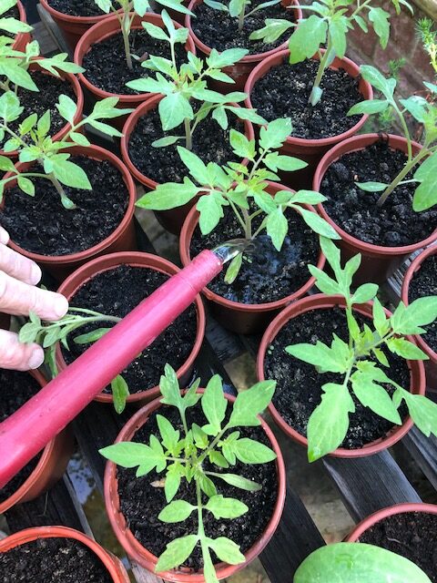 Tomato plants