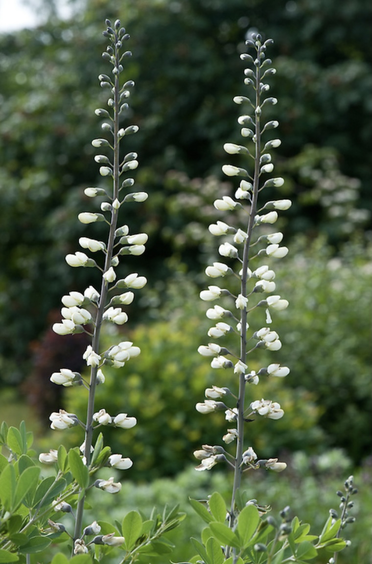 Baptisia alba var. macropyhlla