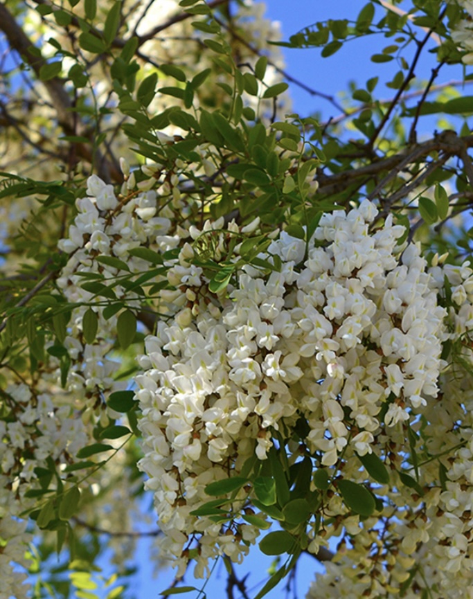 Wisteria brachybotrys f. albiflora ‘Kapetyn Fuji’