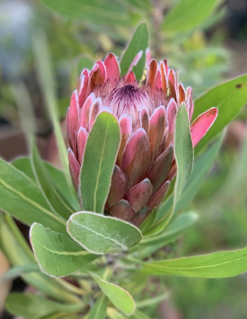 King protea