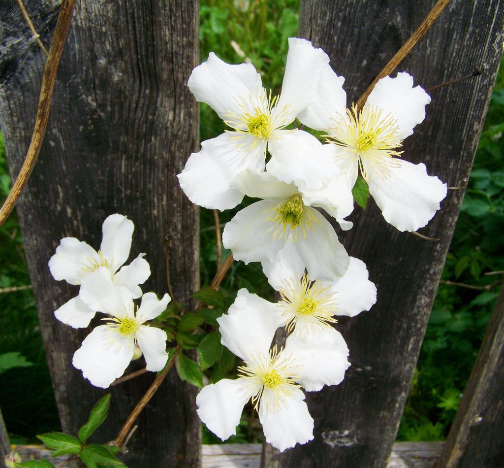 Clematis montana ‘Wilsonii’