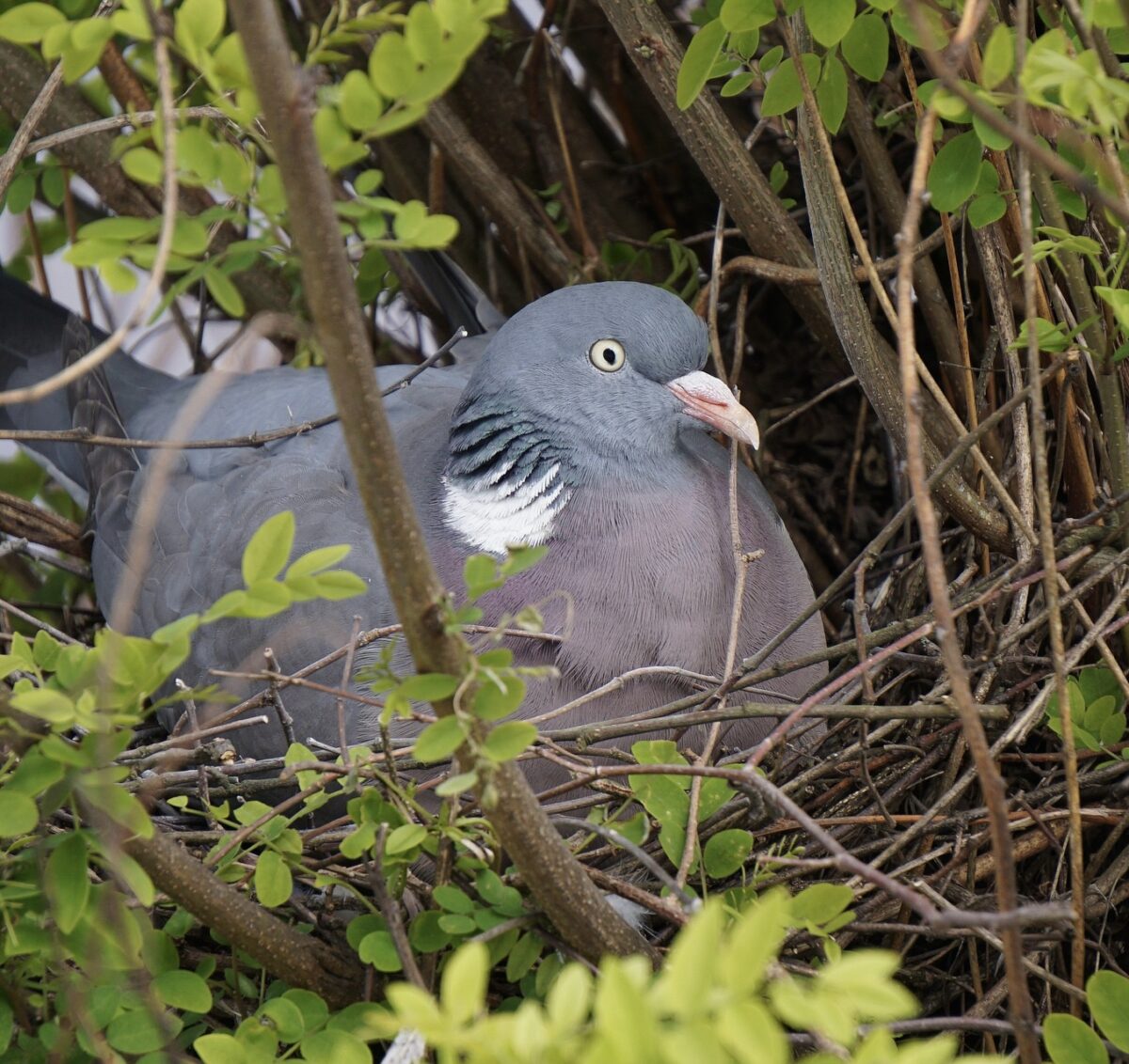 Wood pigeon