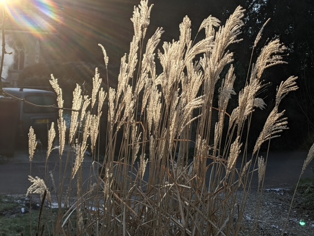 Miscanthus sinensis ‘Professor Richard Hansen’