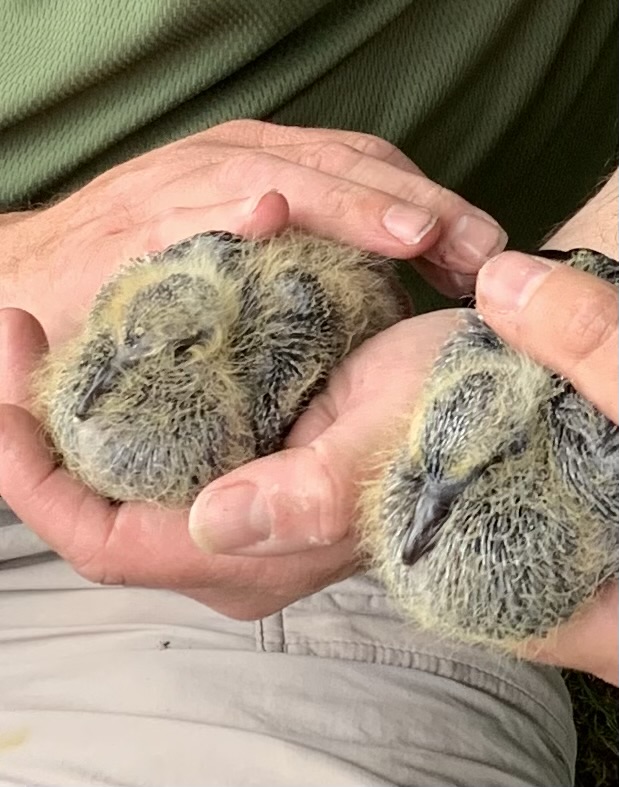 Stock dove chicks