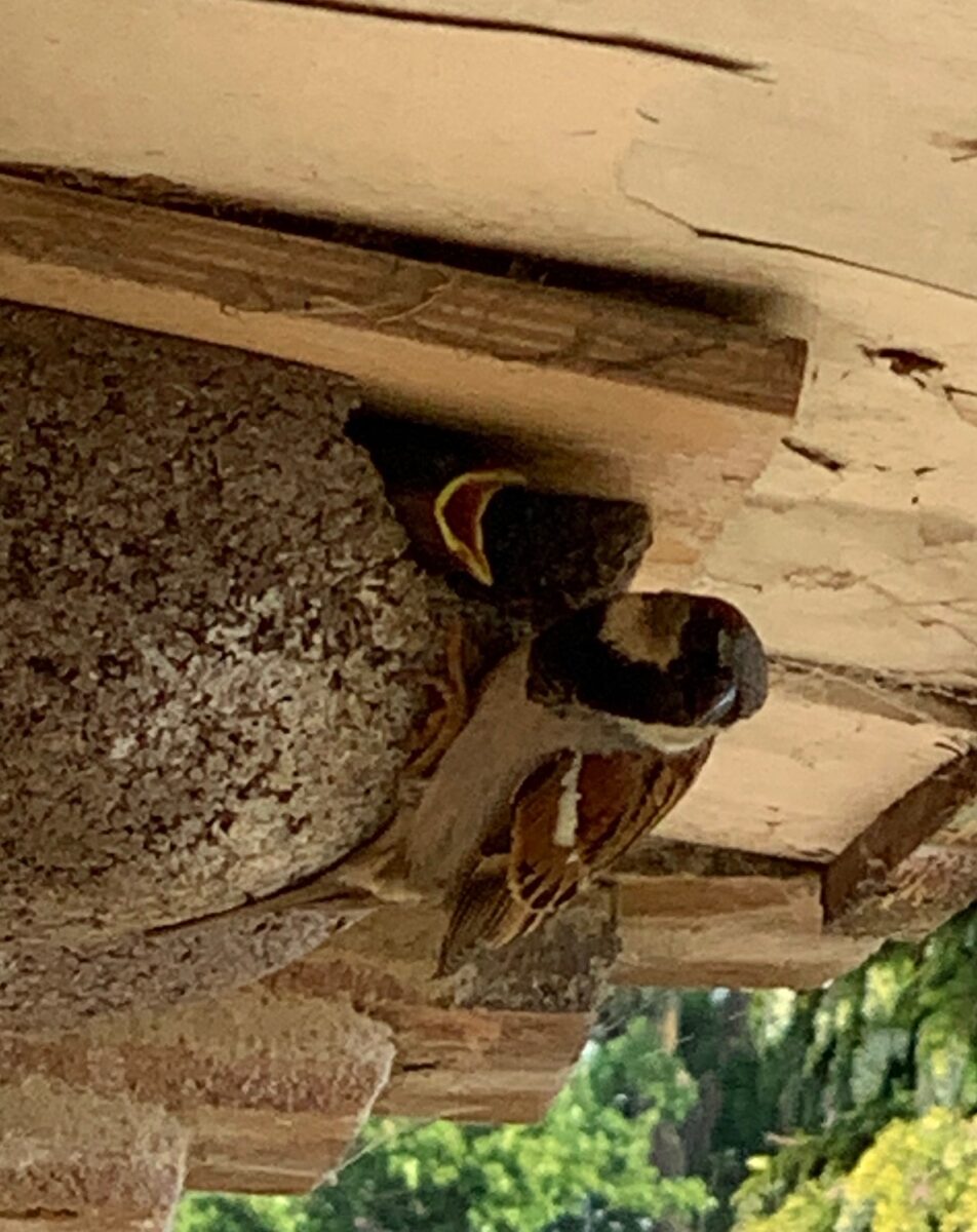 Sparrows nesting in house martin boxes