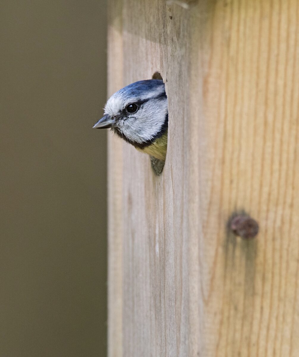 Blue tit nest box