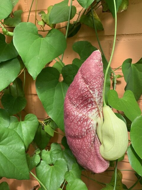 Aristolochia grandiflora