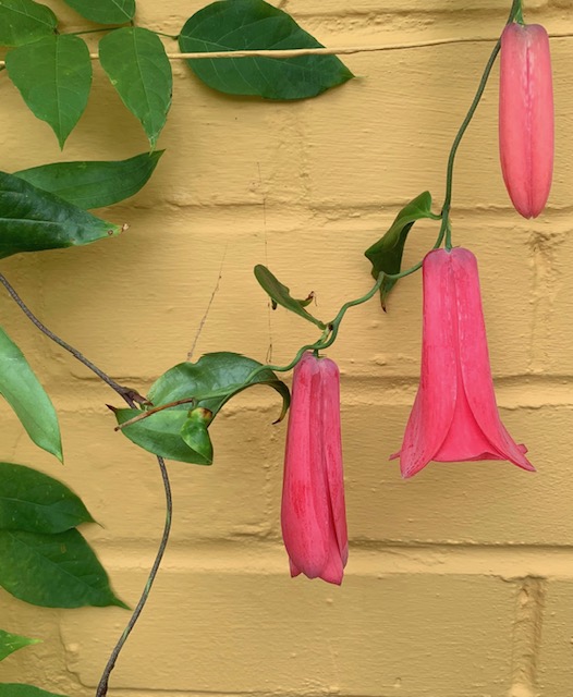 Lapageria rosea