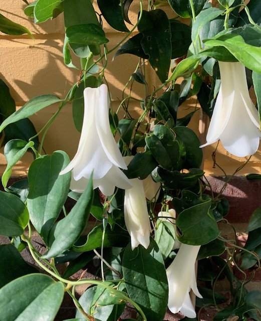 Lapageria rosea var. albiflora