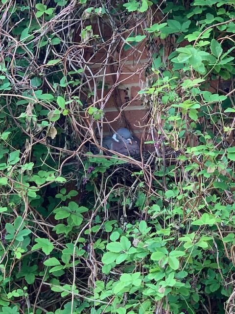 Pigeon nesting in Akebia