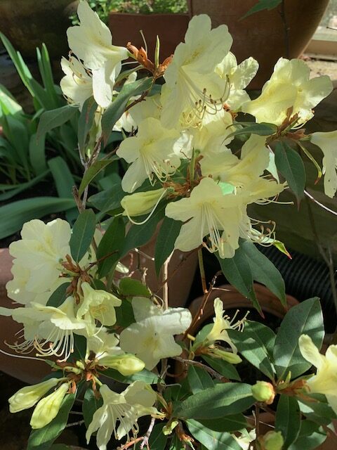 Rhododendron lutescens