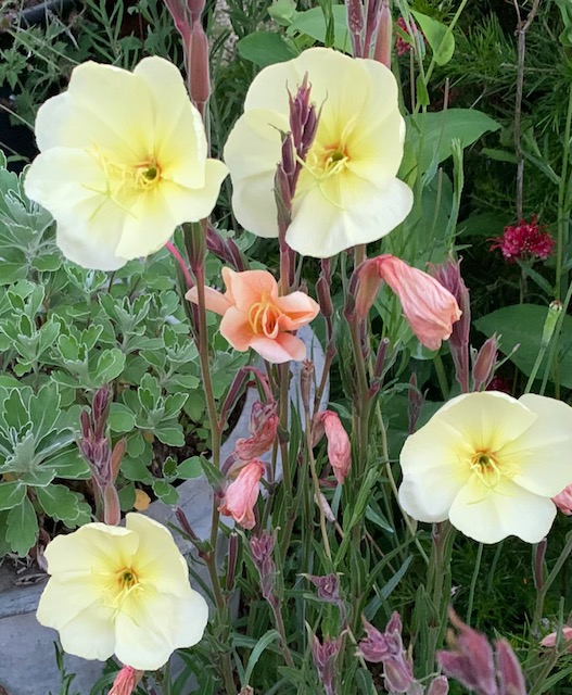 Oenothera stricta ‘Sulphurea’