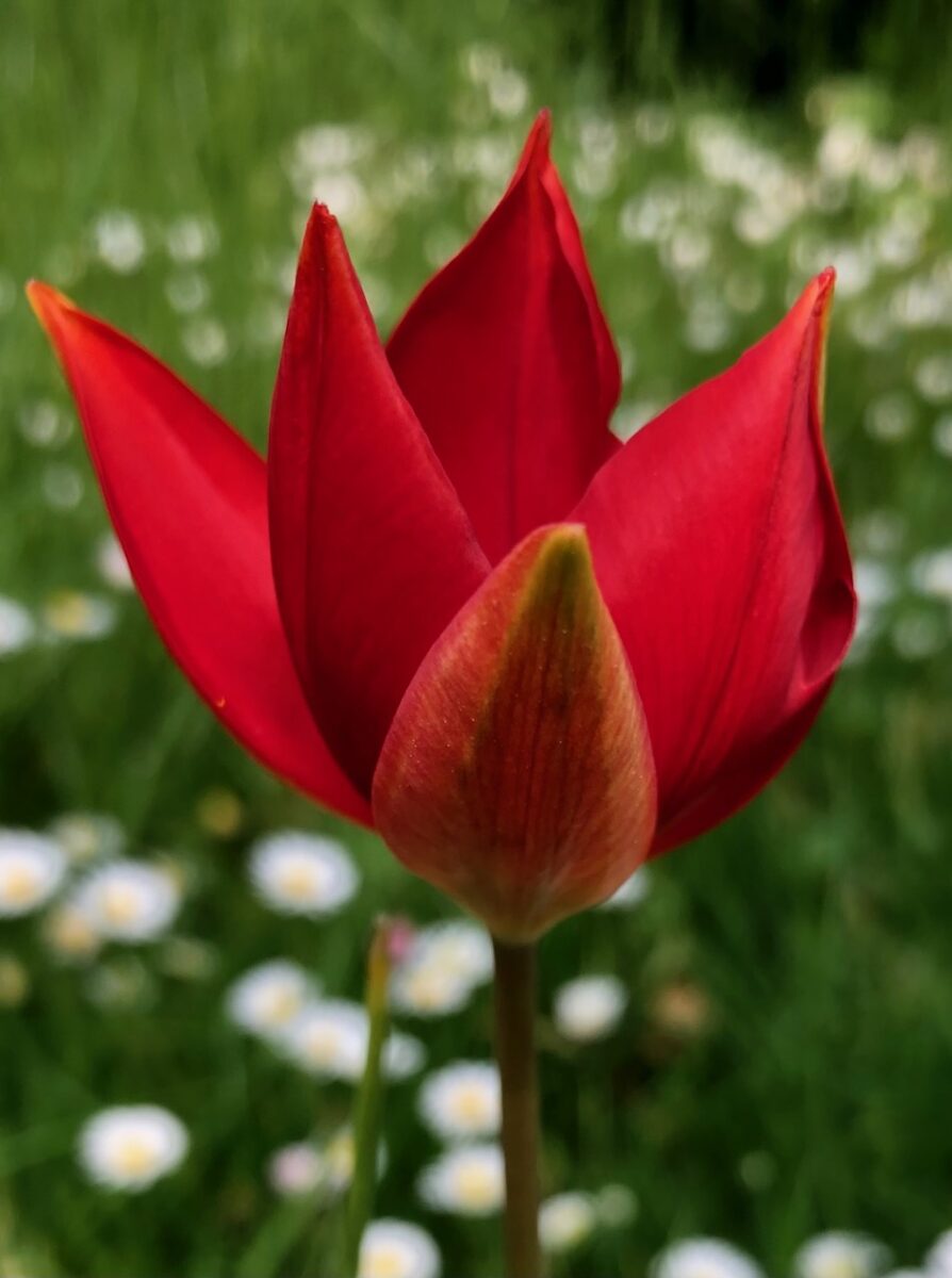 Tulipa sprengeri