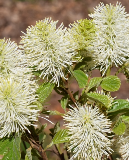 Fothergilla