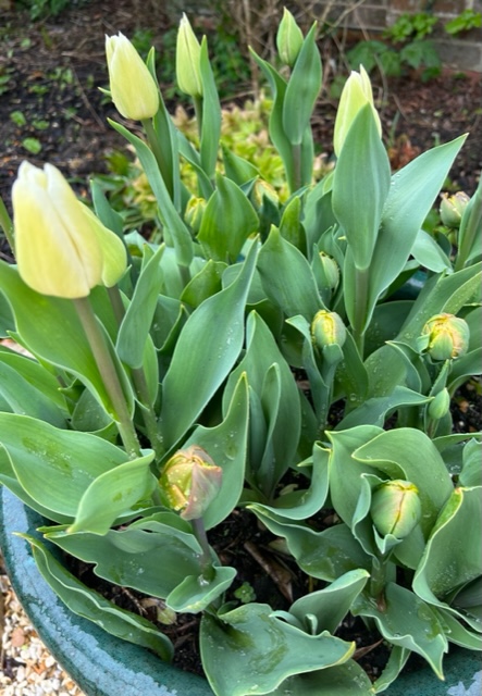 Tulip pot